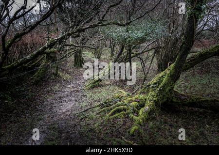 Une piste boueuse d'eau dans un petit copse d'arbres entortillés sur Goonzion Downs sur Bodmin Moor, dans les Cornouailles. Banque D'Images