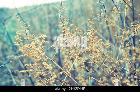 Petites fleurs blanches sur des brindilles sèches de buissons de plantes sauvages avec un fond flou.Grappes de petites graines blanches sur des branches minces. Buissons séchés en hiver. se Banque D'Images