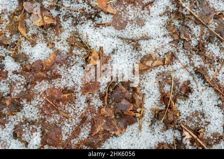 Croup de neige et feuilles brunes sur le sol Banque D'Images