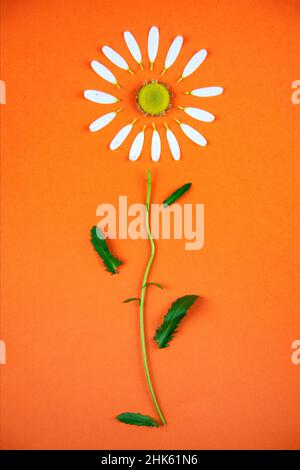 Deux fleurs de camomille se trouvent horizontalement sur un fond orange coloré.Une fleur a tous les pétales, l'autre n'a que quelques pétales. Banque D'Images