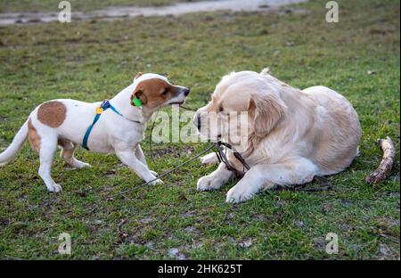 Les chiens Jack Russell Terrier et Golden Retriever jouent avec un bâton de bois sur l'herbe verte.Le retriever est, le Jack Russell se tient et tire le Banque D'Images