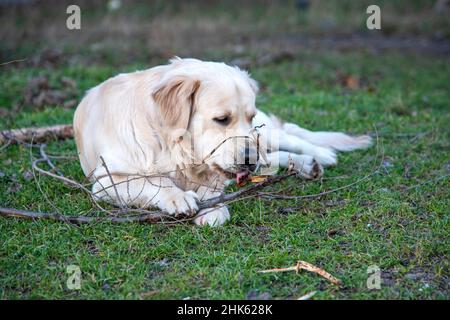 Un chien de la race Golden Retriever se trouve sur l'herbe verte avec un bâton de bois et le ronge, le tenant avec deux pattes avant Banque D'Images