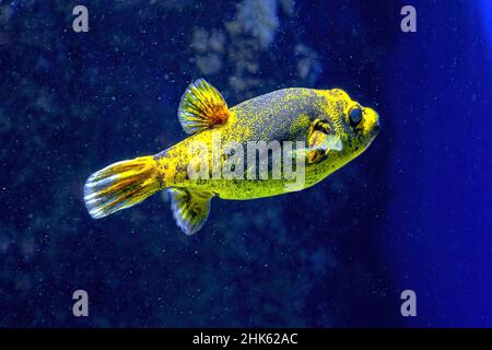 Le puffer à pois noirs ou le puffer à dos de chien dans l'aquarium.Arothron nigropunctatus espèces de la famille des Tetraodontidae.Vivre dans l'océan Indien et le Banque D'Images