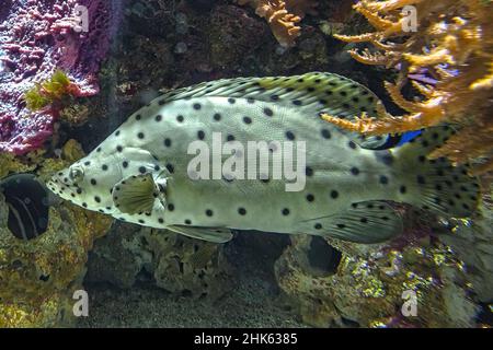Gros plan sur le mérou ou le mérou-panthère dans le récif corallien.Espèces de Cromileptes altivelis vivant dans l'océan Pacifique occidental. Banque D'Images