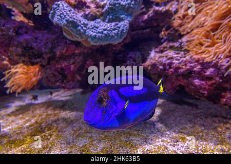 Gros plan sur le poisson-surmarin Blue Tang du récif corallien de l'océan Indo-Pacifique.Paracanthurus hepatus espèces vivant dans la mer des caraïbes, l'océan Pacifique et Banque D'Images