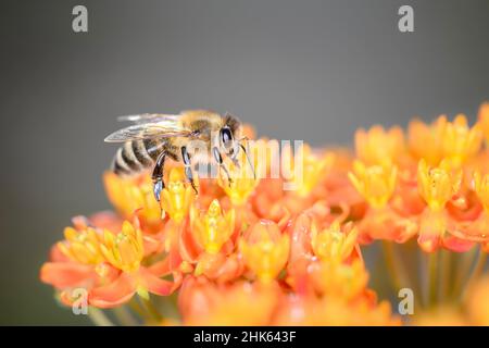 Abeille - APIS mellifera - Pollinates UN Blossom de l'herbe à papillons - Asclepias Tuberosa Banque D'Images