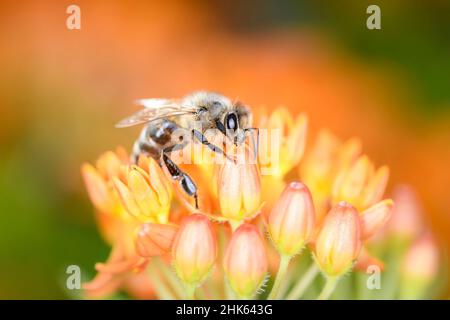 Abeille - APIS mellifera - Pollinates UN Blossom de l'herbe à papillons - Asclepias Tuberosa Banque D'Images