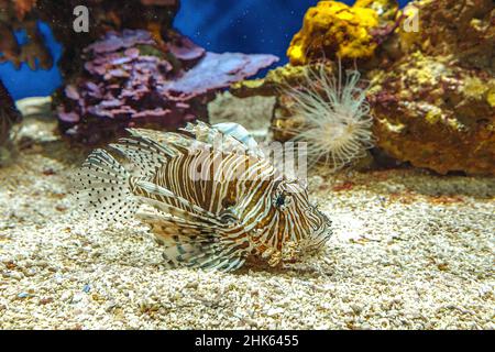 Gros plan d'un poisson de Lion d'aquarium avec nageoires venimeuses en profondeur de corail. Poisson prédateur venimeux d'espèces Pterois Miles, originaire de l'Indo-Pacifique et Banque D'Images