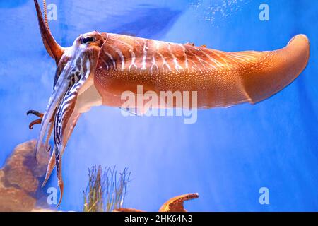 Gros plan d'un poisson-seiche commun dans un aquarium sur fond bleu.Sépia officinalis espèces vivant dans la Méditerranée, la mer du Nord et la Baltique Banque D'Images