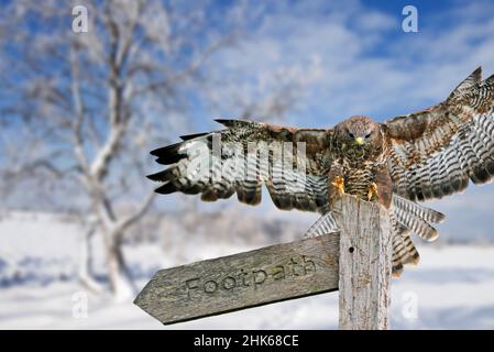 Le bourdonnement commun (Buteo buteo) débarque sur un panneau dans un landes couvertes de neige en hiver Banque D'Images