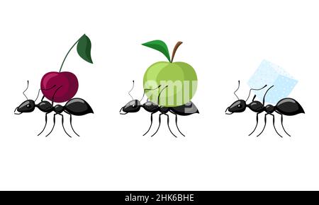 Set fourmis transportant différents fruits isolés sur fond blanc.Colonie de fourmis transportant la pomme, la cerise, le sucre et marchant vers l'anthill.Vecteur illus Illustration de Vecteur