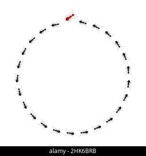 Rouge ant allant de manière différente de noir fourmis isolé sur fond blanc.Concept autre pensée, unique, pas comme tout le monde. Illustration de Vecteur