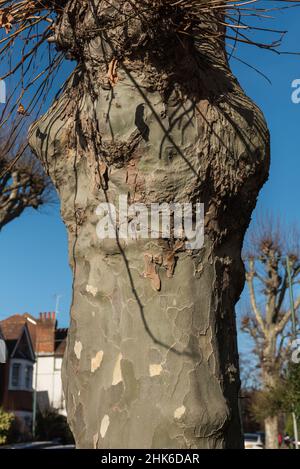 Écorce d'un avion de Londres (Platanus sp.) Banque D'Images