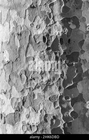 Écorce d'un avion de Londres (Platanus sp.) Banque D'Images
