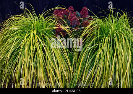 Skimmia japonica Rubella, Carex oshimensis Everillo,baies rouges,baie rouge,butte japonaise à feuilles persistantes, arquée étroite, feuilles vert lime,fol Banque D'Images