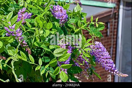 Gros plan d'une belle plante de Wisteria rose, vigne, avec des fleurs. Banque D'Images