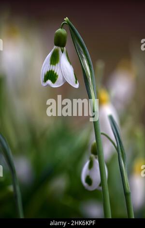 Galanthus Veronica Cross,Viorus Snowdrops,Snowdrop,neigdrops,Spring,fleur,fleurs,Floraison,blanc,marquage vert,marquage,marquage,marquage,fleur de printemps Banque D'Images