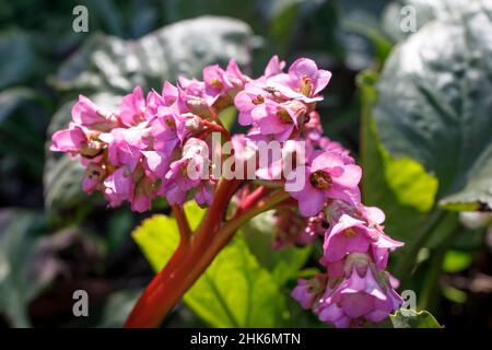 Bergenia crassifolia est une espèce végétale du genre Bergenia.Les noms communs pour l'espèce comprennent le bergenia à feuilles de coeur, le bergenia à feuilles de coeur, Banque D'Images