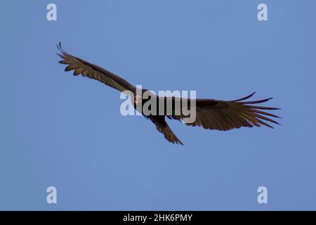 Cathartes aura, jote cabeza colorada, turquie vautour, en vol et regardant la caméra à Corrientes, Argentine Banque D'Images