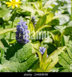 Fleur de Muscari.Muscari armeniacum.Grape jacinthe.fleurs printanières.Muscari bleu au soleil sur fond végétal flou.Fond floral de printemps. Banque D'Images