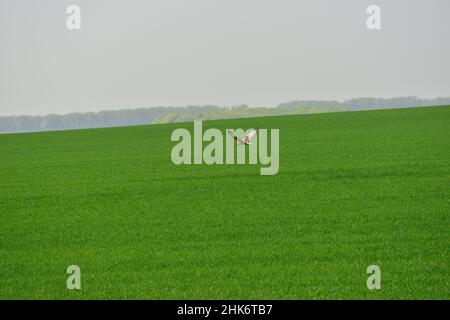 Route vers Lutsykivka, le lieu de naissance d'Alexandre Bulatovich, l'armée russe Hussar, moine, prêtre, et chercheur de l'Éthiopie.Près de Sumy, Ukraine Banque D'Images