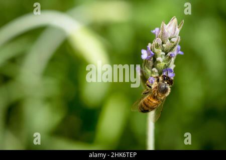 Abeille (Anthophila) debout sur une fleur de lavande, lavandula à fond vert.Buenos Aires, Argentine Banque D'Images