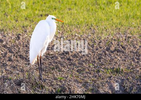 Grand Egret (Egretta alba) perché sur le sol Banque D'Images