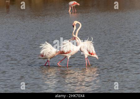 Trois flamants adultes plus grands dans le combat (Phoenicopterus roseus) en raison du processus d'accouplement, dans le Parc naturel de Marismas del Odiel, Huelva, Espagne Banque D'Images
