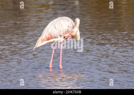 Grand flamants roses (Phoenicopterus roseus) préentant ses plumes dans le Parc naturel de Marismas del Odiel, Huelva, Espagne Banque D'Images