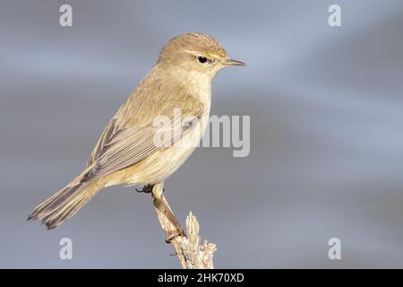 La chiffballe commune (Phylloscopus collybita) perchée dans une branche et commence à voler au ralenti Banque D'Images