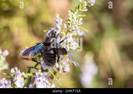 Un Xylocopa violacea, l'abeille de carpentier violet suçant une fleur de romarin.C'est l'espèce européenne commune de l'abeille charpentier, et l'une des plus grandes be Banque D'Images