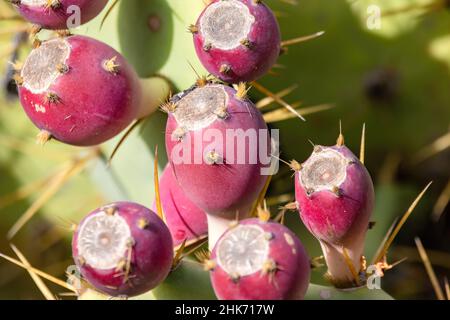 Fruits rouges mûrs de cactus Opuntia, communément appelés cactus de poire ou de poire Banque D'Images