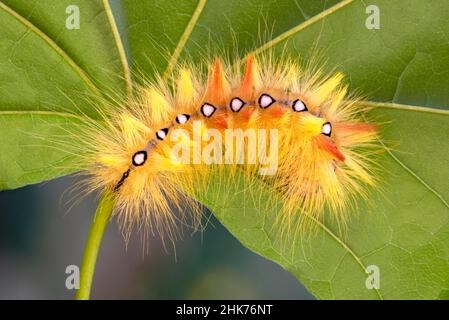 Sycamore Moth (Acronicta aceris), caterpillar, Tyrol, Autriche Banque D'Images