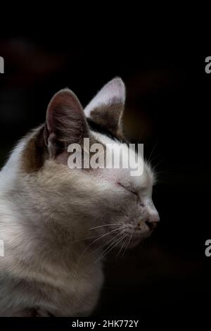 Une belle face latérale de chat gros plan Banque D'Images