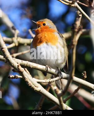Robin en pleine chanson pendant l'hiver Banque D'Images