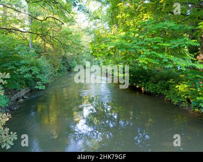 Rivière ILM avec végétation riveraine, Park an der ILM, Weimar, Thuringe, Allemagne Banque D'Images