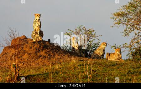 Cheetah (Acinonyx jubatus) avec trois petits sur un termite comme belvédère, Masai Mara Game Reserve, Kenya Banque D'Images