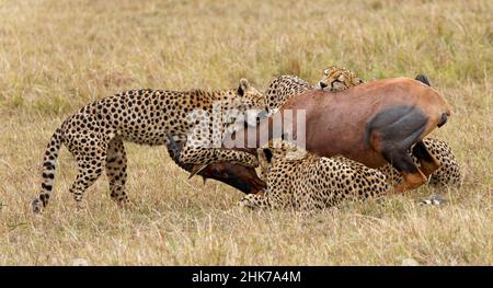 Quatre mâles cheetahs (Acinonyx jubatus) tuent un adulte sassy (Damaliscus lunatus), Masai Mara Game Reserve, Kenya Banque D'Images