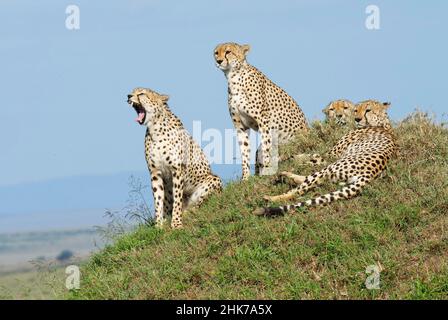 Quatre cheetahs mâles (Acinonyx jubatus) sur un termite comme belvédère, Masai Mara Game Reserve, Kenya Banque D'Images