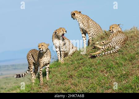 Quatre cheetahs mâles (Acinonyx jubatus) sur un termite comme belvédère, Masai Mara Game Reserve, Kenya Banque D'Images