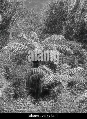 Inspiré par Ferns, Waitakerei, Auckland, Burton Brothers studio, studio de photographie, Nouvelle-Zélande, photographie en noir et blanc, revisitée par Artotop. L'art classique réinventé avec une touche moderne. Conception de lumière chaleureuse et gaie, de luminosité et de rayonnement de lumière. La photographie s'inspire du surréalisme et du futurisme, embrassant l'énergie dynamique de la technologie moderne, du mouvement, de la vitesse et révolutionne la culture Banque D'Images