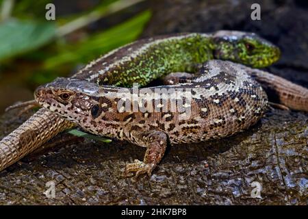 Lézards de sable (Lacerta agilis), femelle et mâle, Molfsee, Schleswig-Holstein, Allemagne Banque D'Images