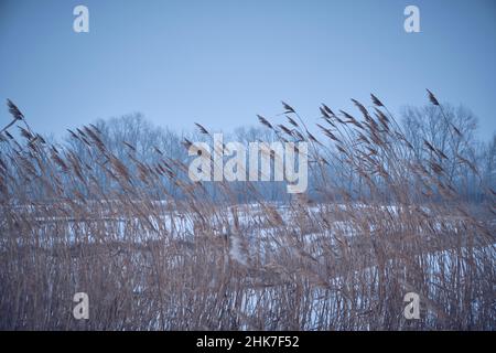 Paysage d'hiver, roseaux secs dans le vent contre fond tombant de neige Banque D'Images