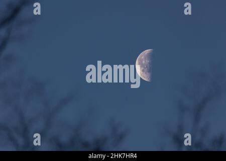 Gros plan de la lune en déclin - demi-lune - tôt le matin contre le ciel bleu.Silhouette de l'arbre et des branches devant.Stuttgart, Allemagne 25 janvier 202 Banque D'Images