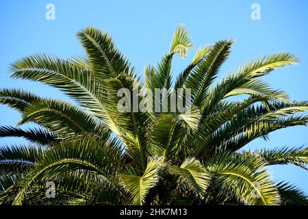 Un arbre de noix de coco éclairé par le soleil brille devant le ciel bleu Banque D'Images