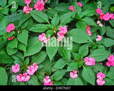 Fleurs de lizzie (Impatiens walleriana) Banque D'Images