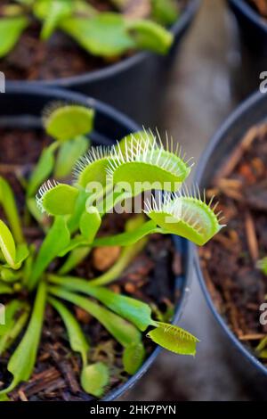 Piège à mouches venus, plante carnivore (Dionaea musicipula) Banque D'Images