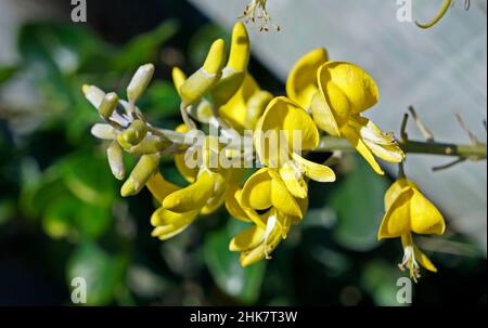 Fleurs de necklacépode jaunes (Sophora tomentosa), Rio de Janeiro Banque D'Images