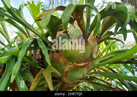 La fougère staghorn 'Platycrium bifurcatum', famille 'Polypodiaceae'. Banque D'Images