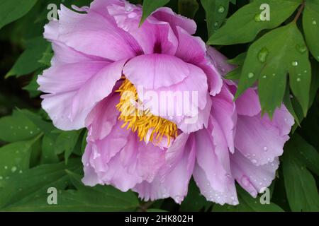 Pivoine arbustive Paeonia suffruticosa rose Banque D'Images